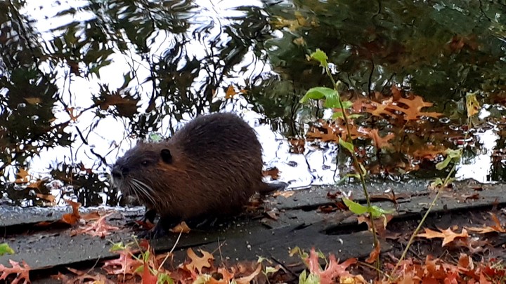 Nutria