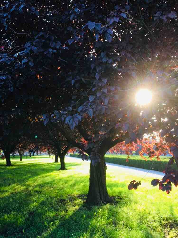 sunlight through the tree