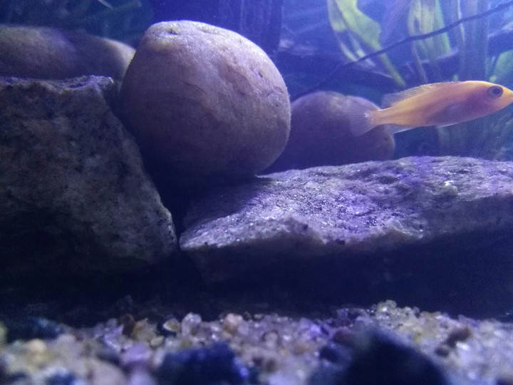 AQUARIUM FISH