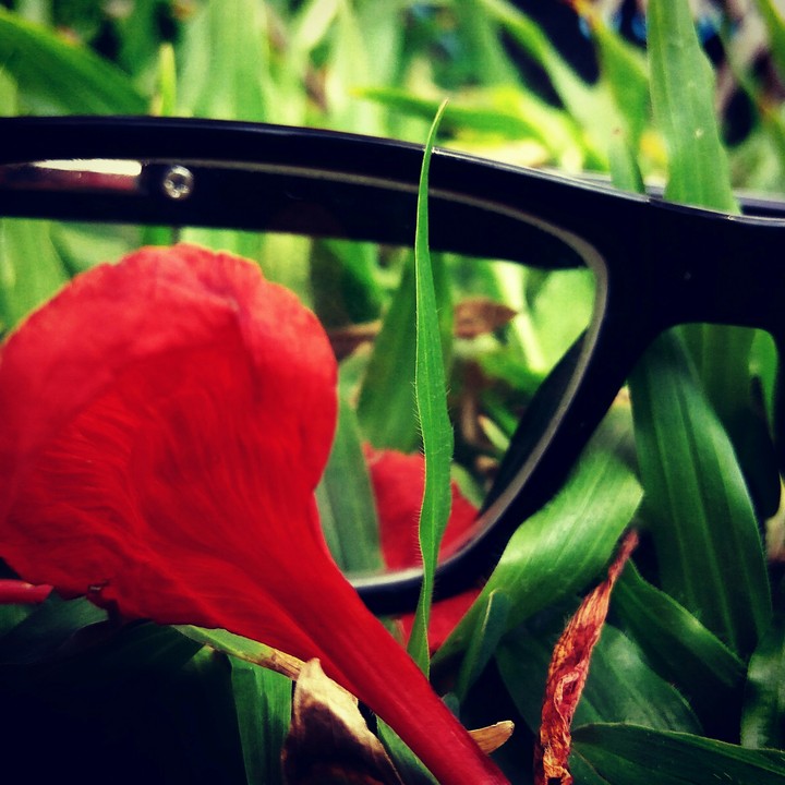 fallen petal
