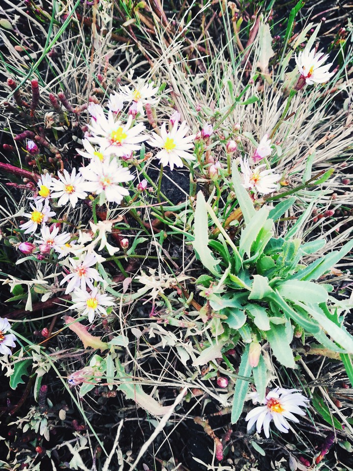 Полевые цветы, Wild flowers
