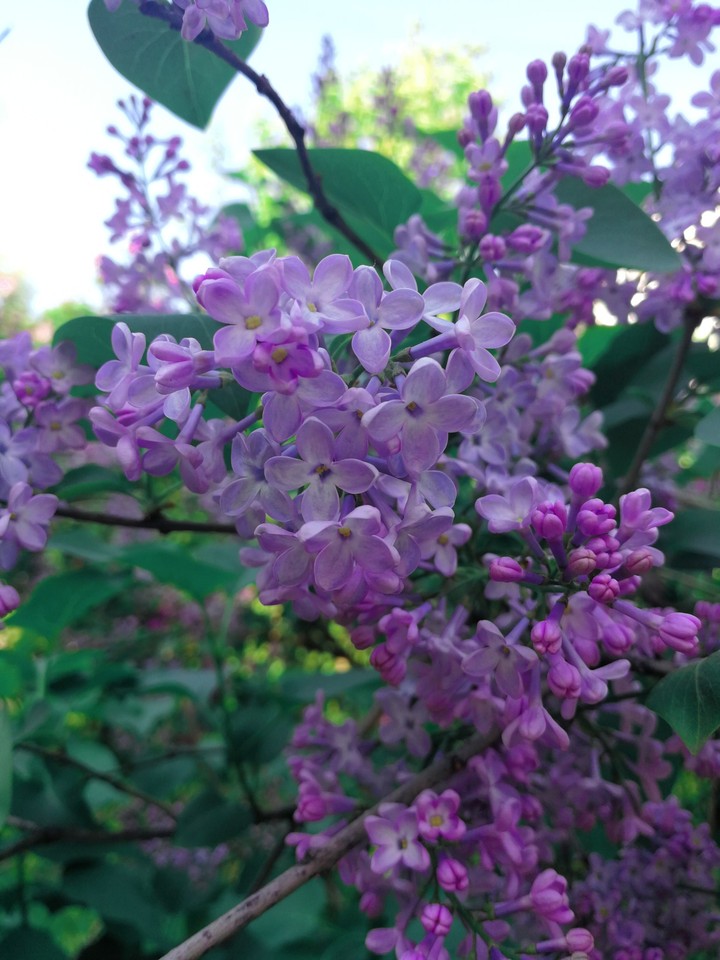 Lilac