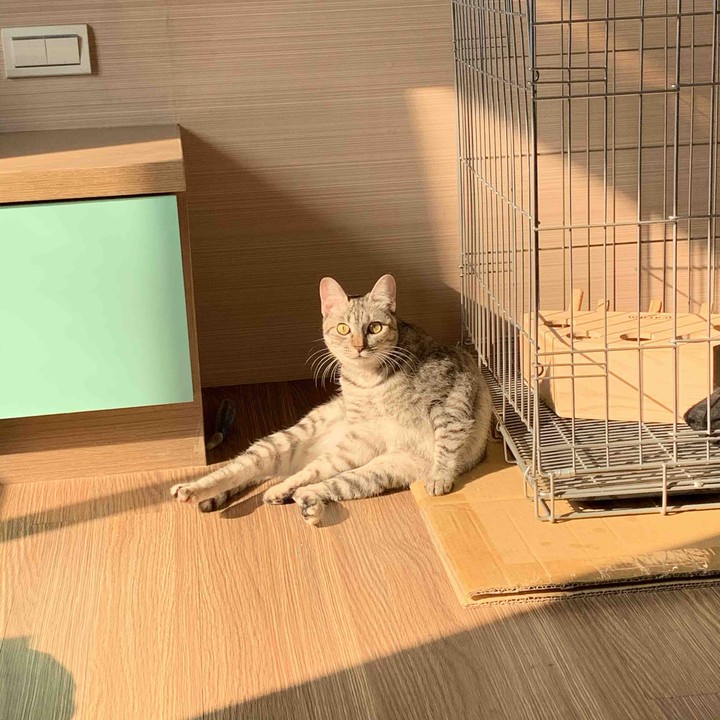 cat