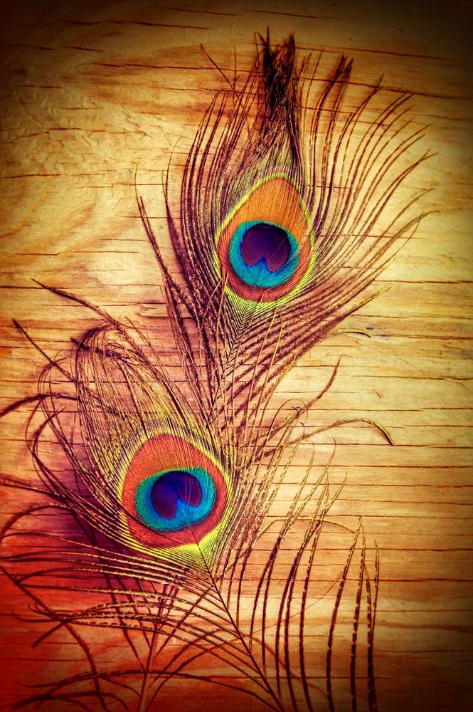 peacocks feather