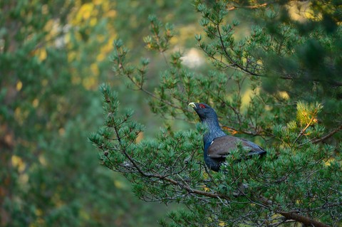bird, landfowl壁纸