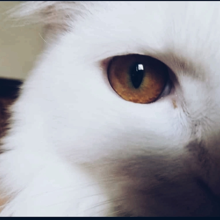 Cat's Eyes
