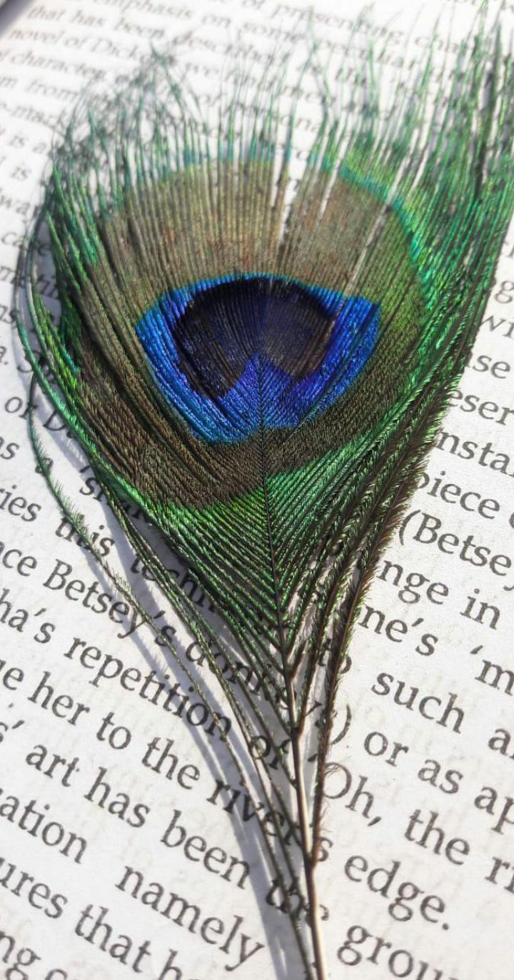 feather..