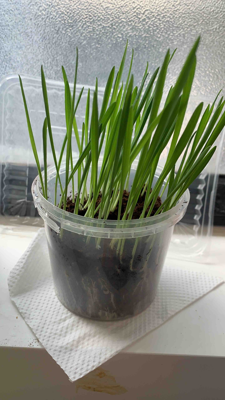 plants for my baby girl ?