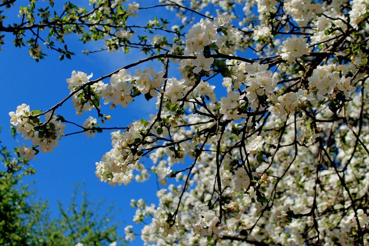 nature