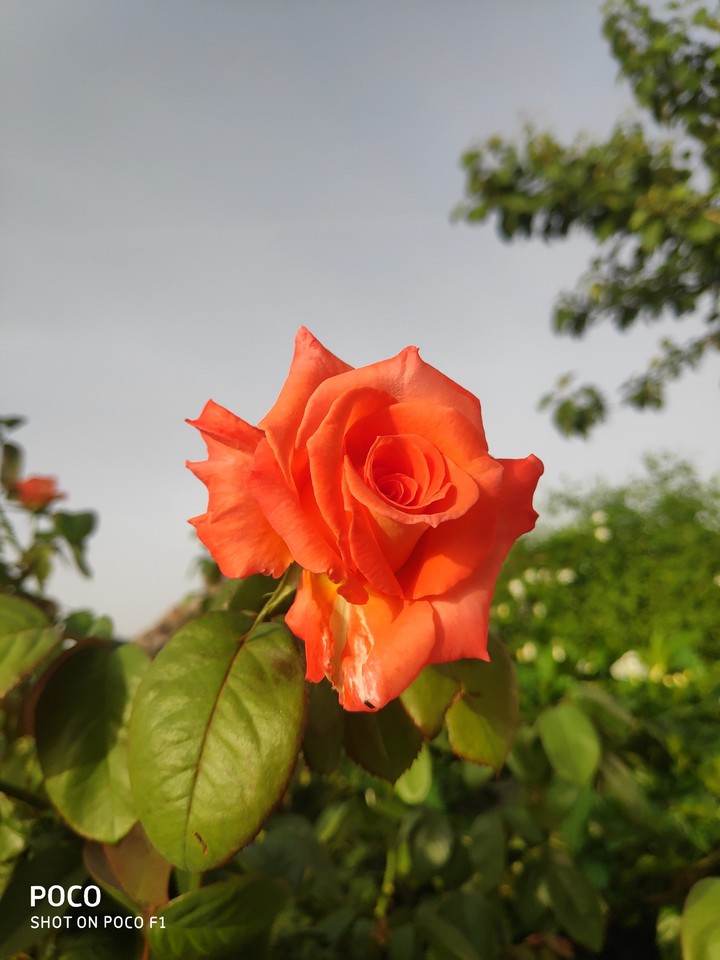 vln. Garden