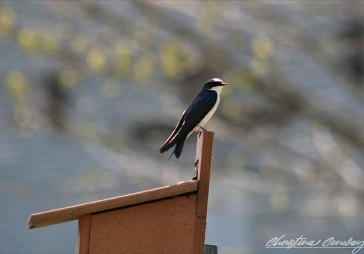 Blue bird
