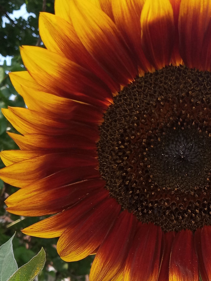 Red sunflower