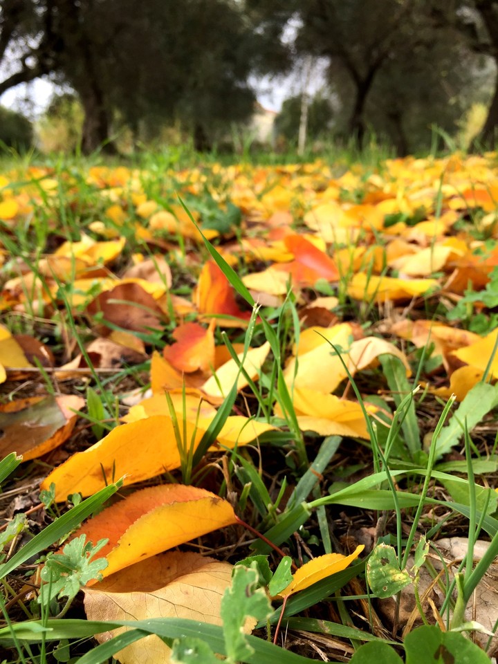 Autunno 