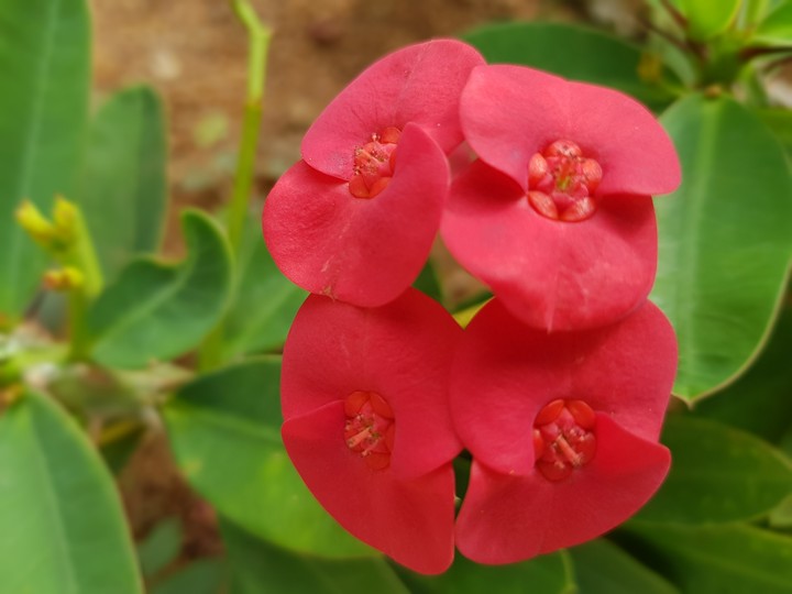flower