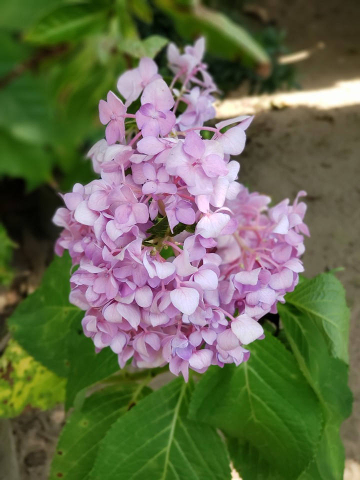 Flores do Meu Jardim