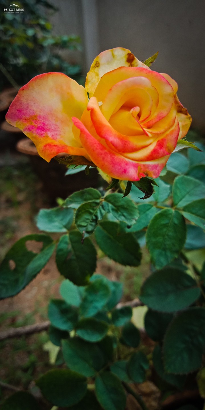 yellow rose
