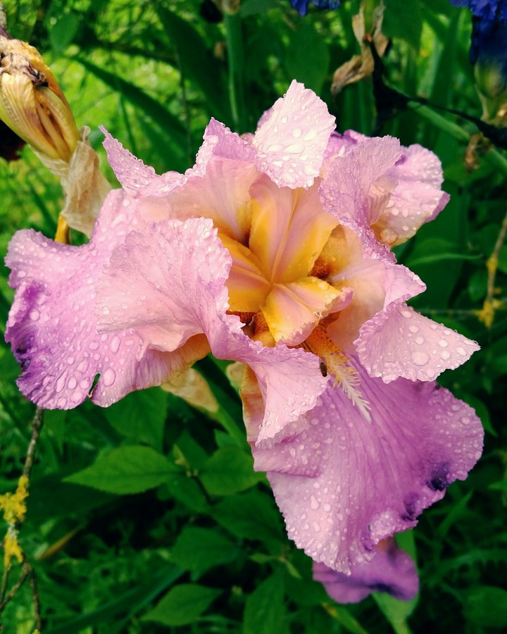 iris
