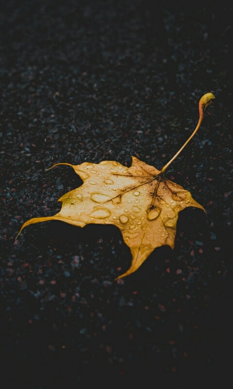 Black and Yellow