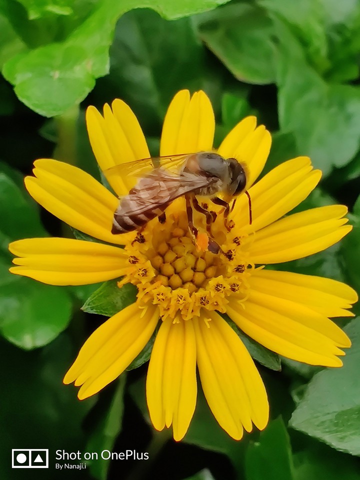yellow flower