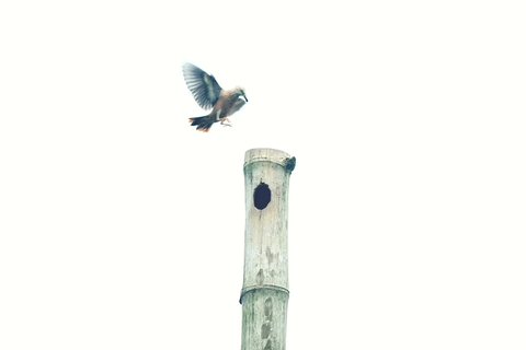 bird