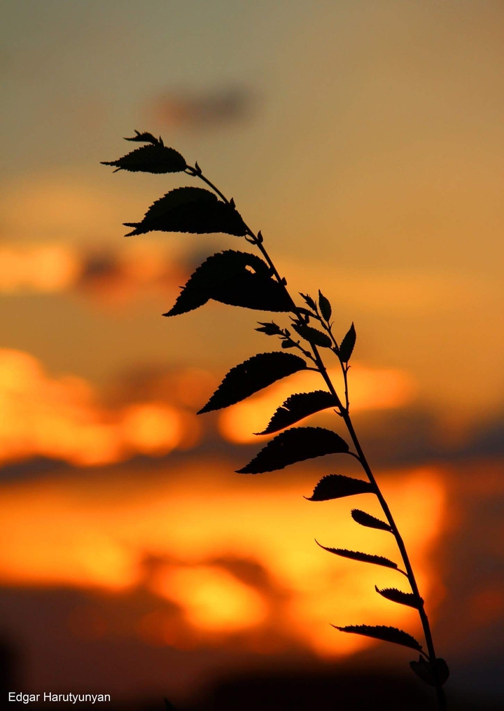 photo by Edgar Harutyunyan
