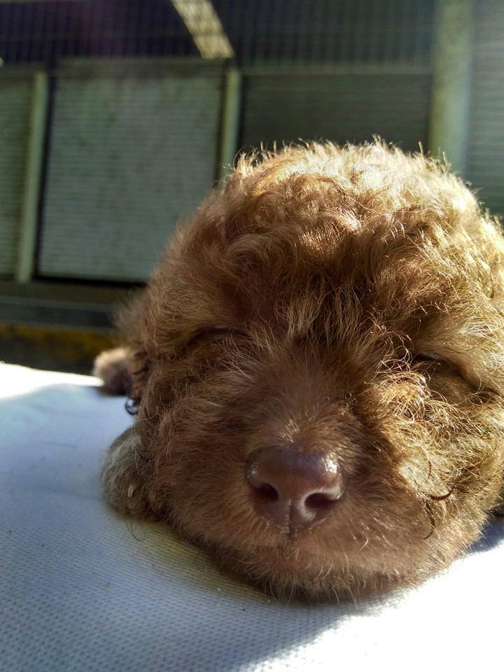 durmiendo