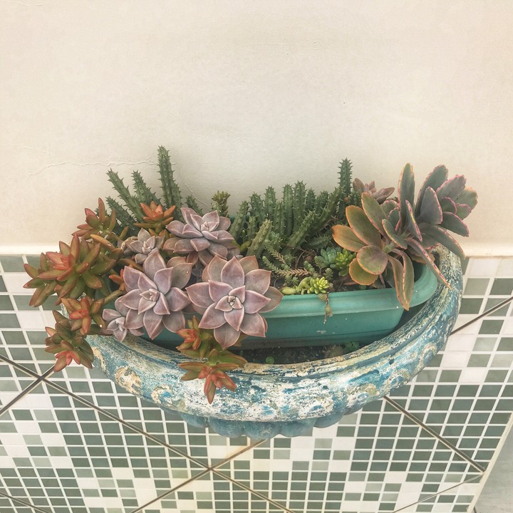 succulent pop