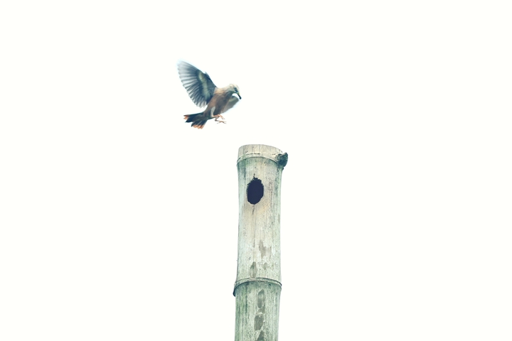 bird
