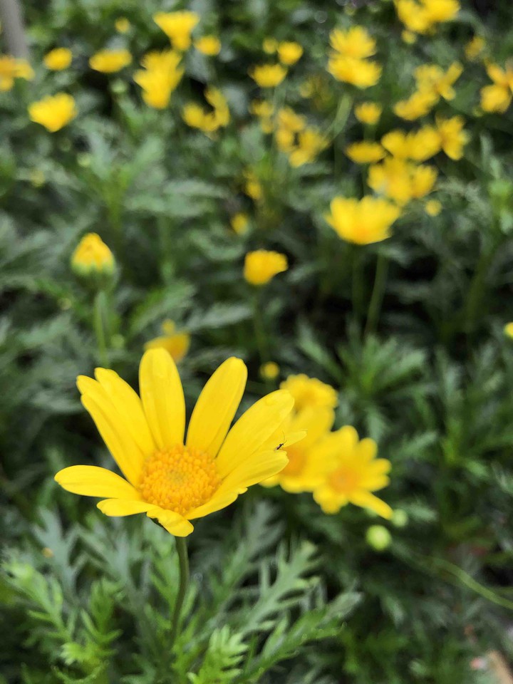flowers