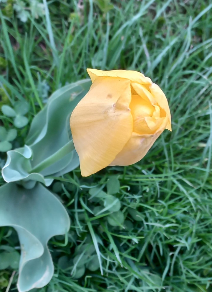 flower?