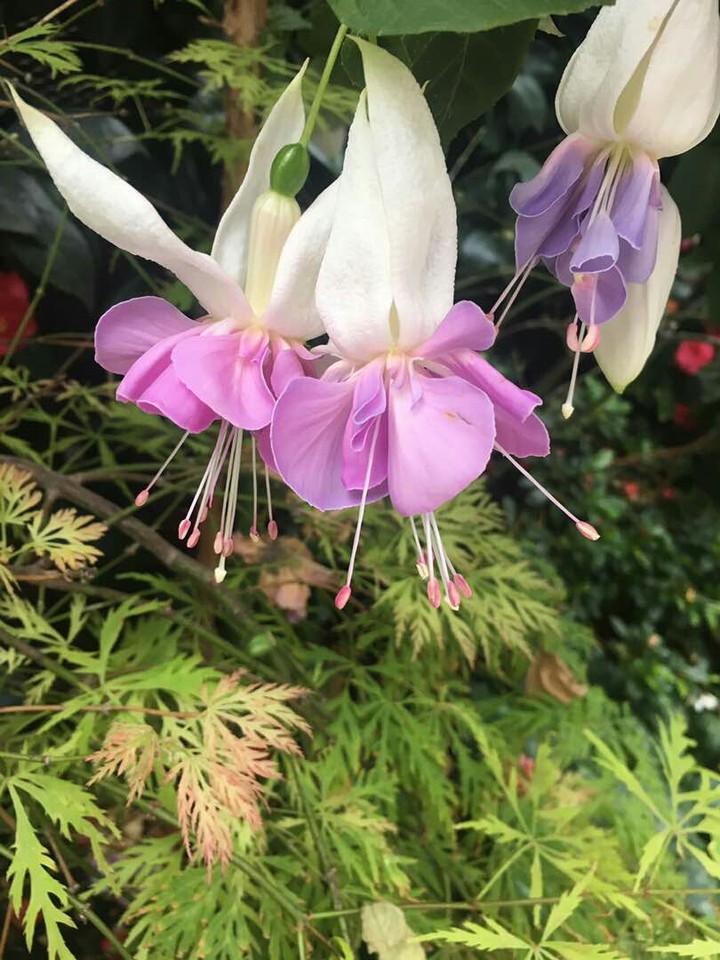 Gardens by the bay