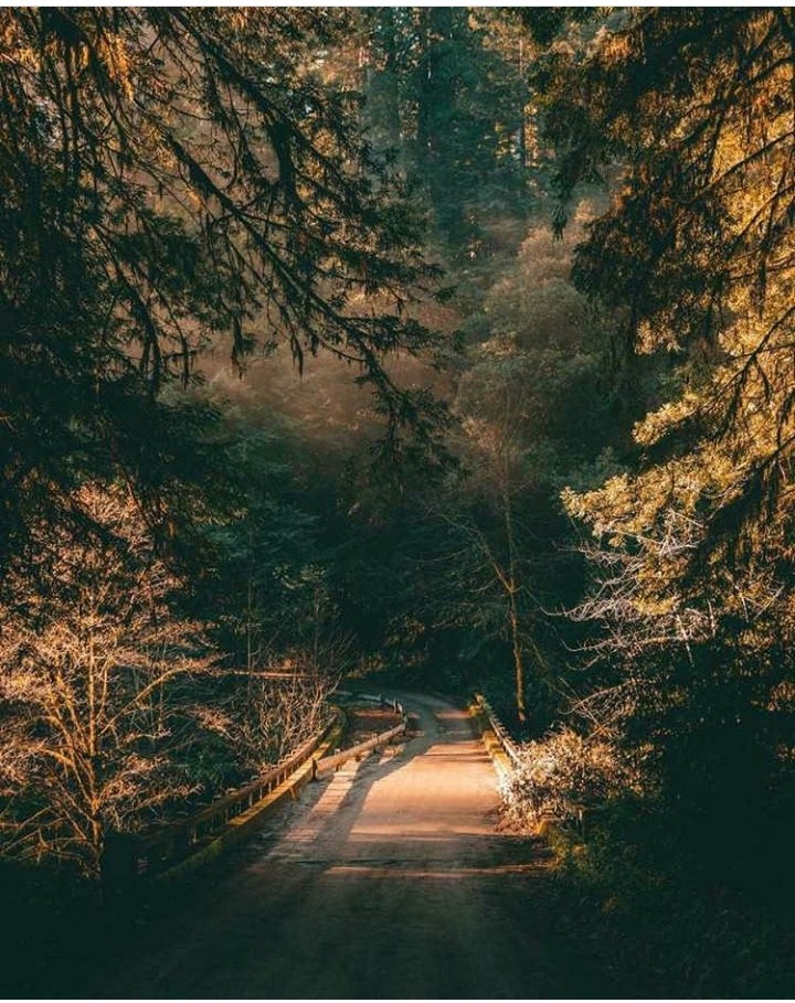 forest?