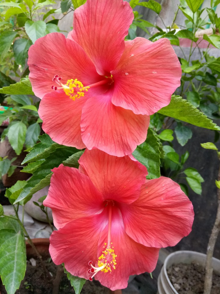 red beauty. simply fantastic.