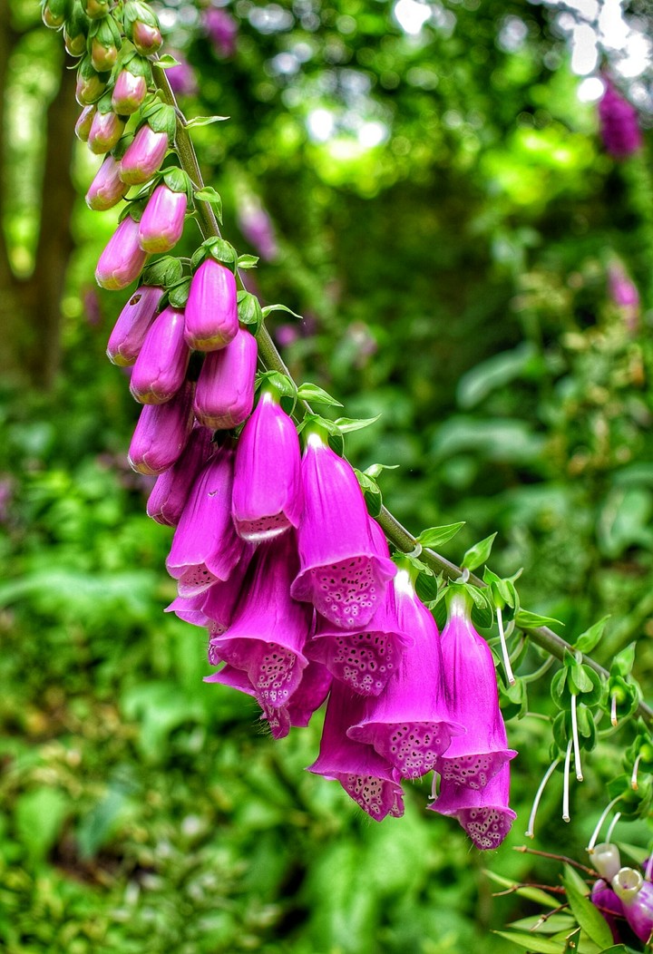 Foxglove