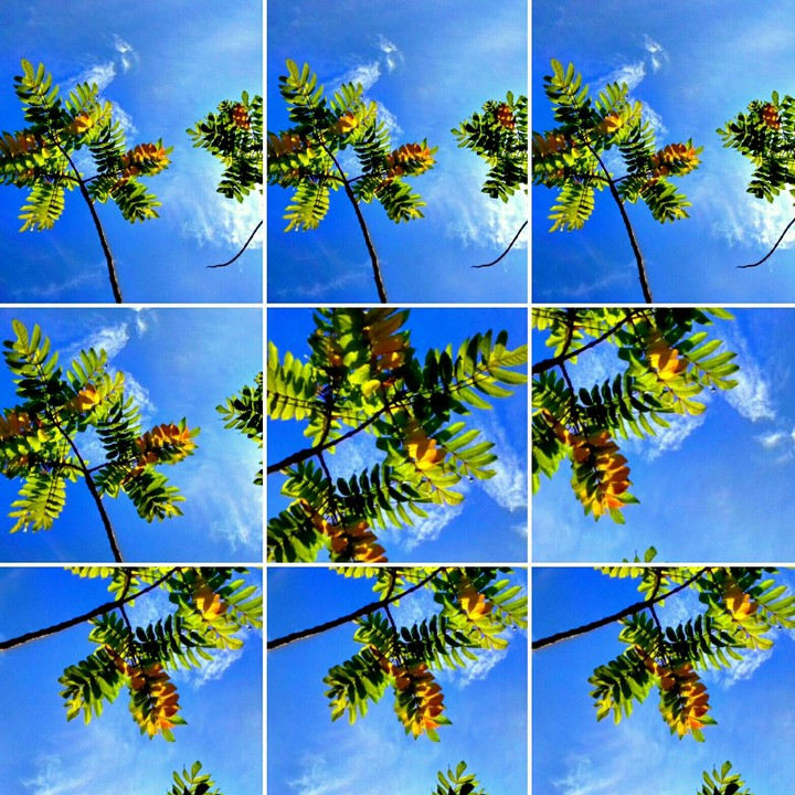 Leafs/Maldives