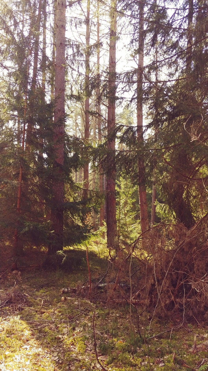 Mazury