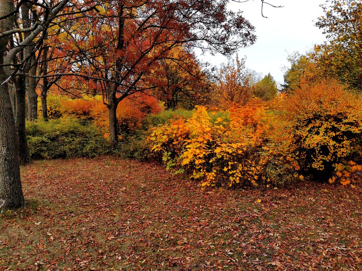 #autumn #fall #goldenleaves #nature