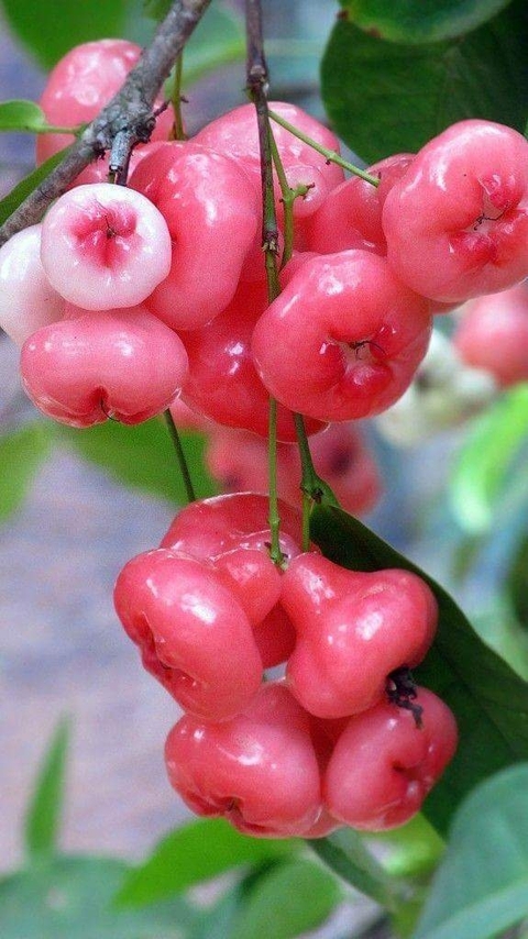 Cherry, lingonberry壁纸