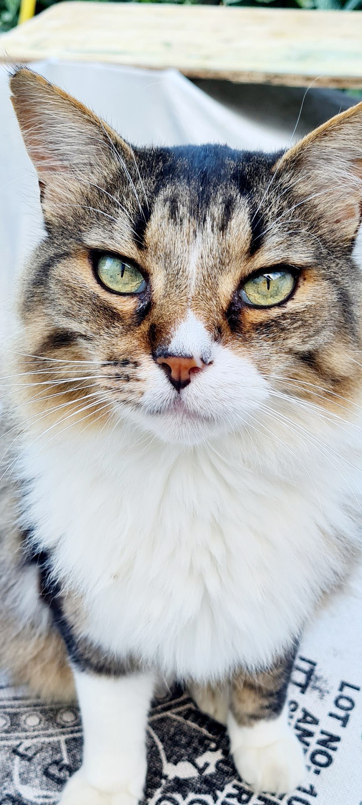 cat