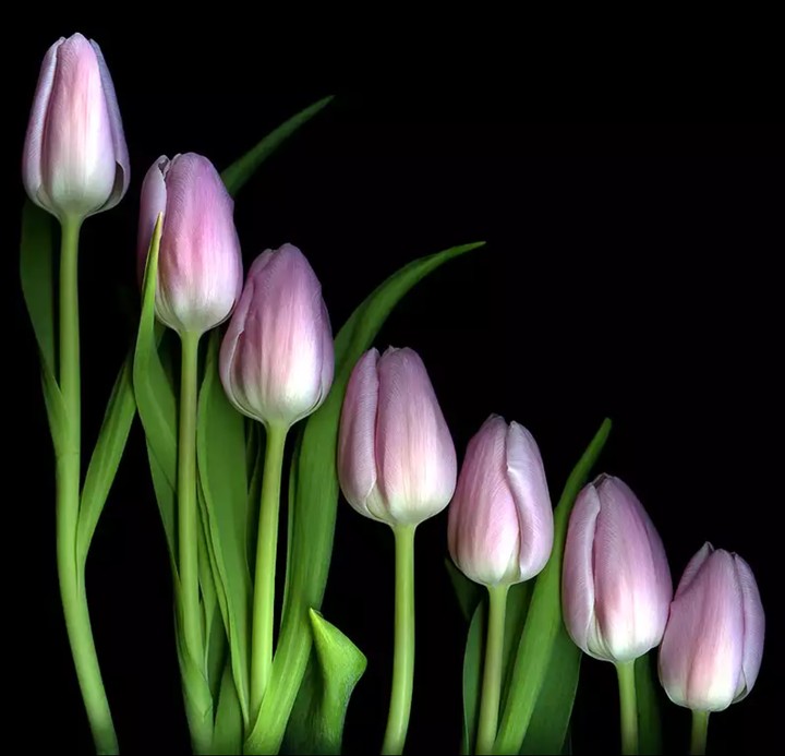 tulip