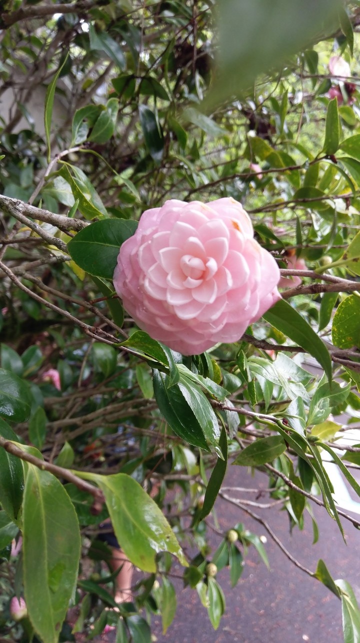 茶花