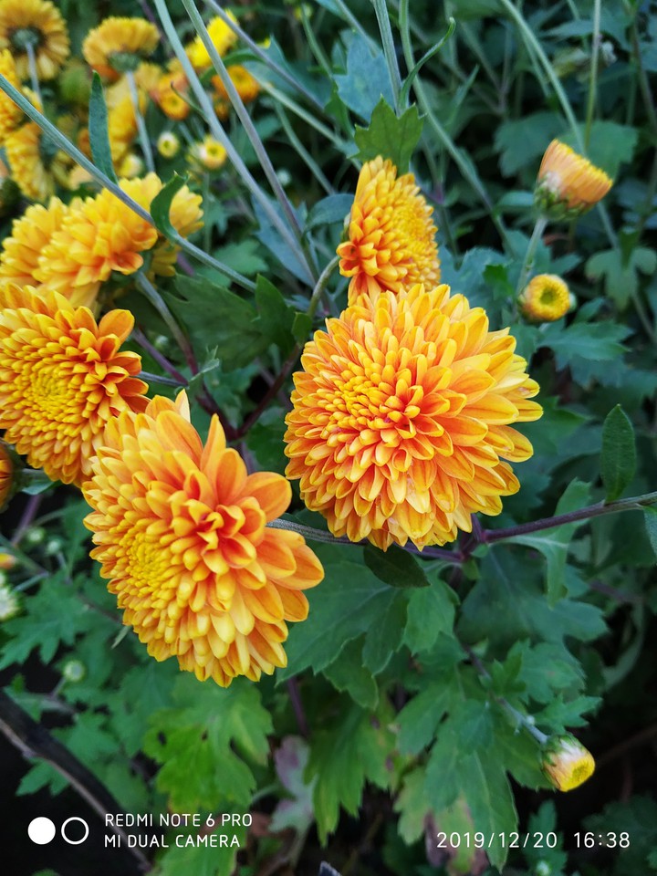 Beautiful flowers