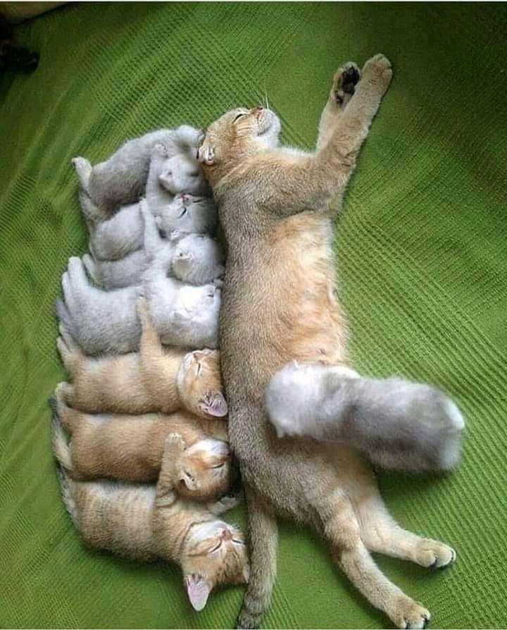 cat and babies