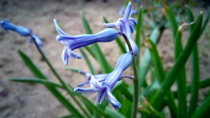 Spring flower