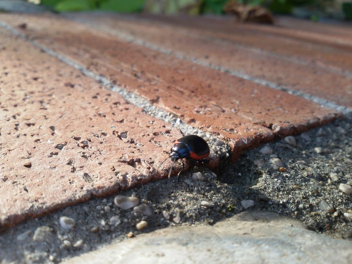 beetle