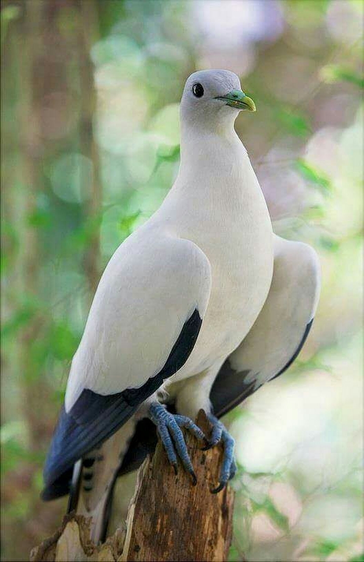 Beautiful Bird