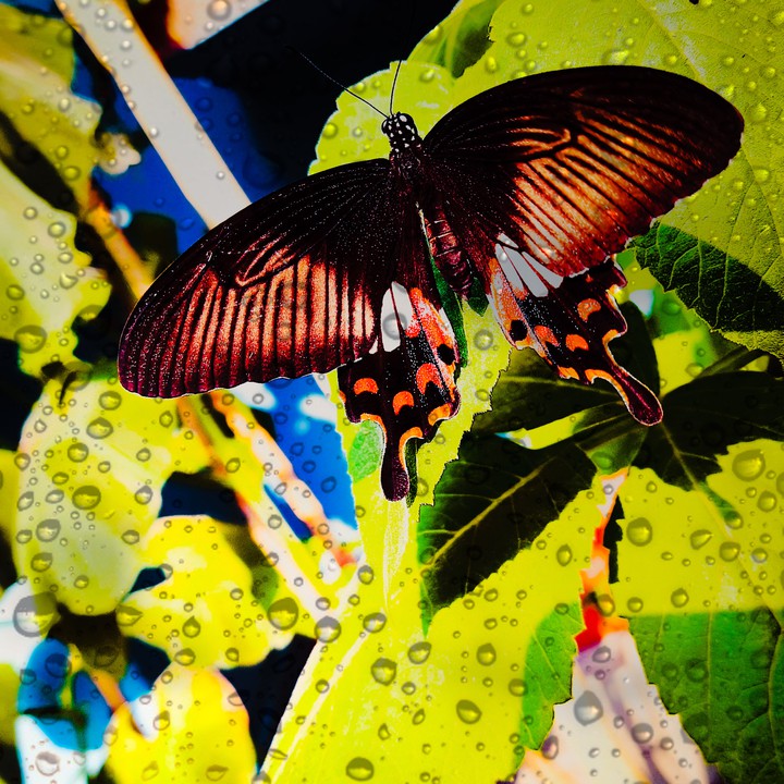 butterfly
