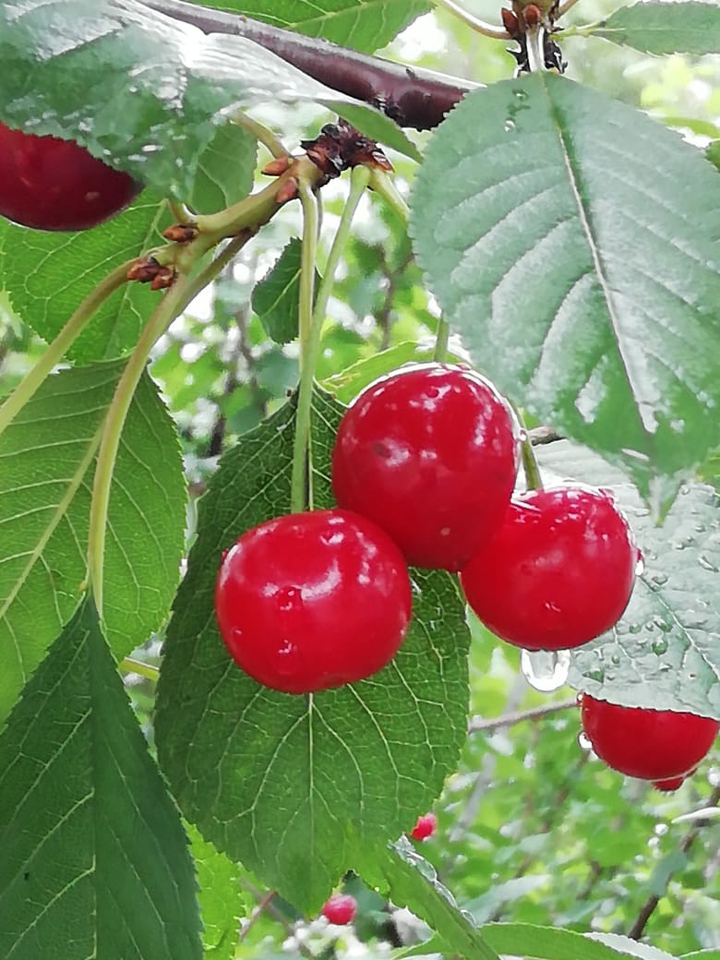 cherry