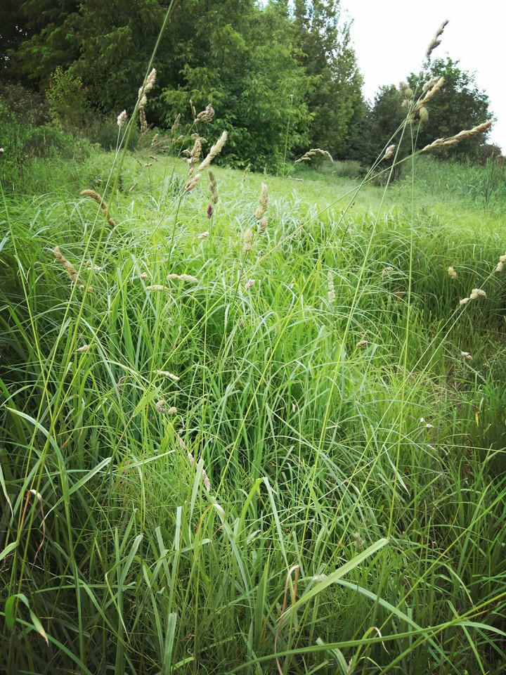 grass