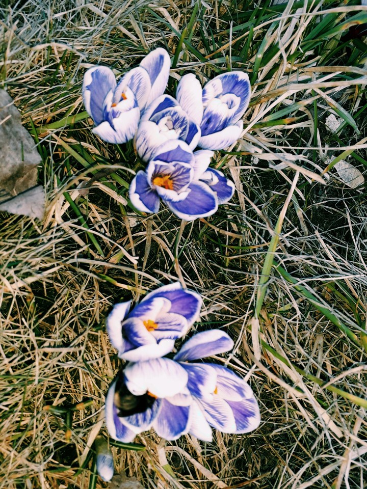 Внсна